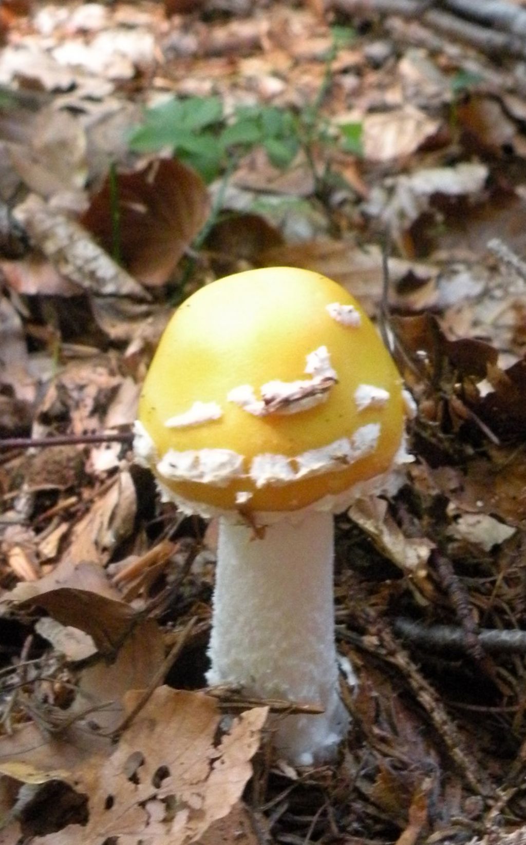 Amanita forse junquillea?